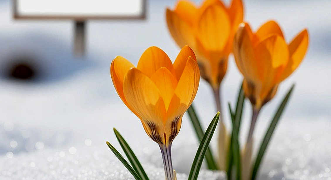 Tấm bạc của Trần Thị Cẩm Tú: điểm rơi 0-6 và ngã ba hạng cân ở tuổi 17